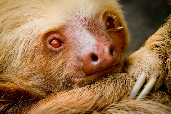Jovem preguiça acordada no Equador América do Sul — Fotografia de Stock