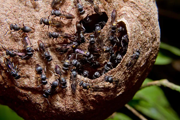 Eşek arısı yuvası kolonisi — Stok fotoğraf