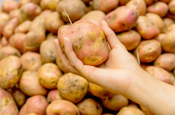 Färsk ekologisk potatis på en marknad, quito ecuador — Stockfoto