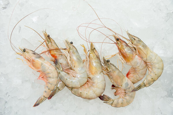 Fresh Shrimp in the ice from Ecuador