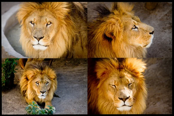 Lion Set of pictures — Stock Photo, Image