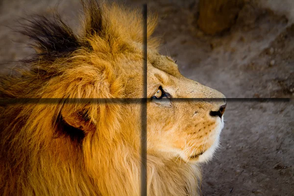Lion nära cross upp med cuadrants för ad — Stockfoto