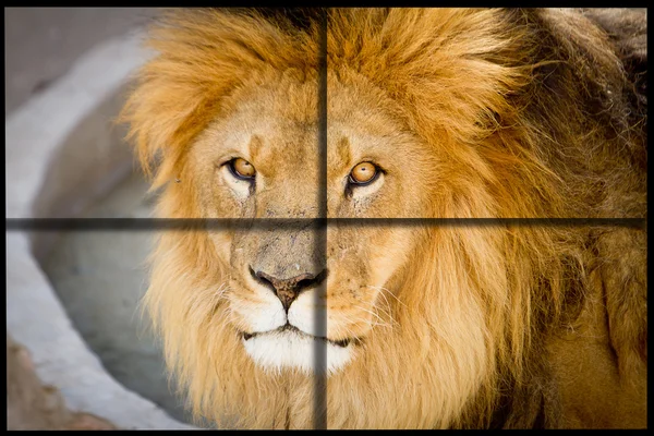 Lion close up with cross cuadrants for ad — Stockfoto