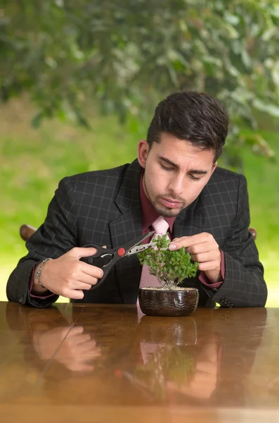 Man is trimming a bonsai tree — Stock Photo, Image