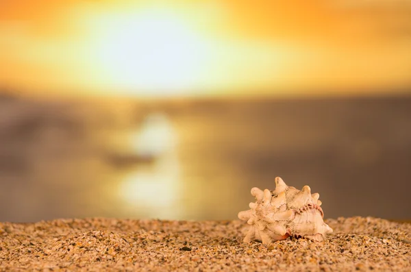 Sunset and beach concept — Stock Photo, Image