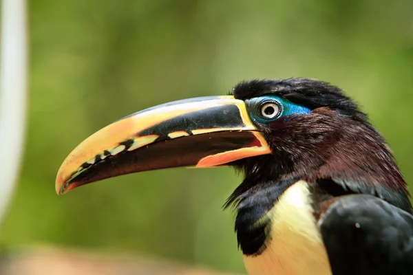 The toucan resting by a tree close up — Stock Photo, Image