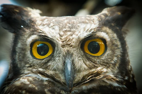 Портрет совы, смотрящий в камеру вблизи — стоковое фото