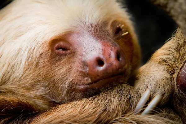 Jovem preguiça adormecida, alto detalhe — Fotografia de Stock
