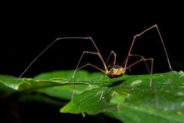 yaprak yeşil dev uzun bacaklı örümcek