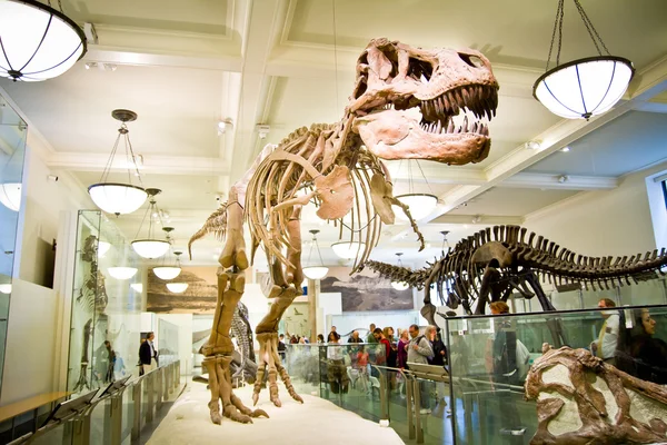 美国博物馆的自然历史，2011 年 5 月 15 日，纽约 — 图库照片
