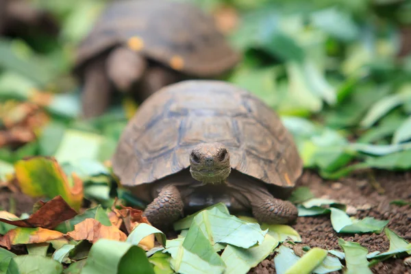 Little baby turtle crawling, Galapagos — Stock Photo, Image