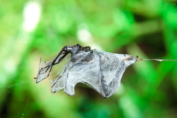 Insekt gefangen in Spinnennetz grünen Hintergrund — Stockfoto