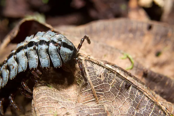 녹색 잎에 노래 기 myriapoda 매크로 — 스톡 사진