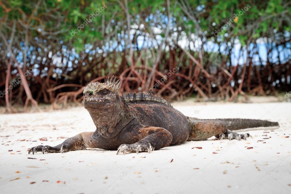 Galapagos iguana on the beach