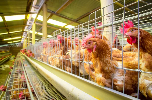 Gallinas y huevos de granja avícola, aviario — Foto de Stock