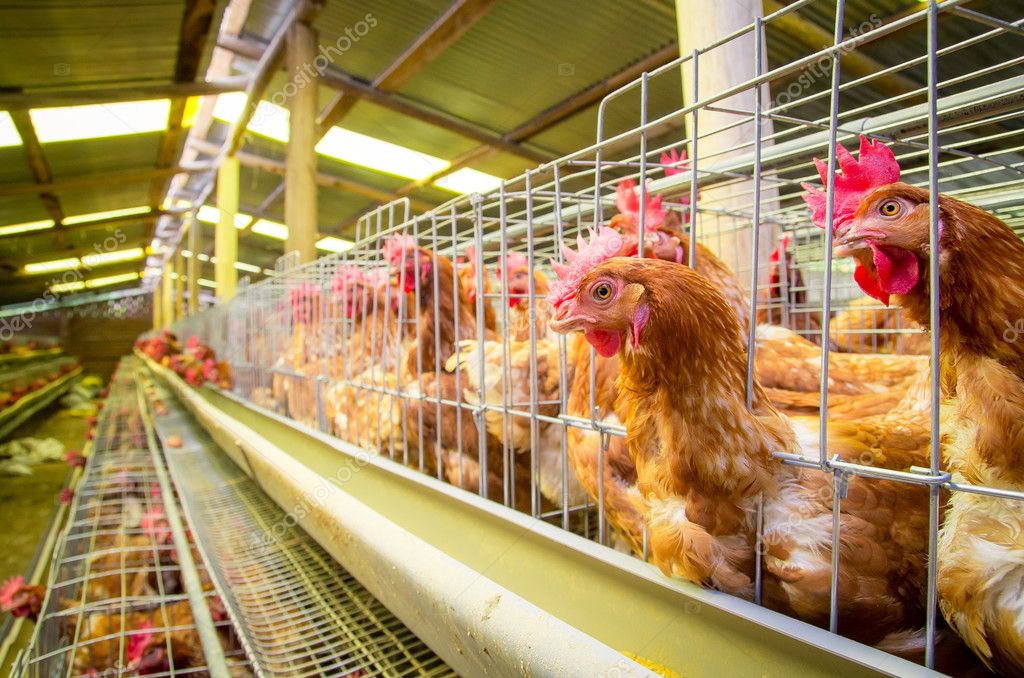 Poultry farm hens and eggs, aviary Stock Photo by ©pxhidalgo 29449881