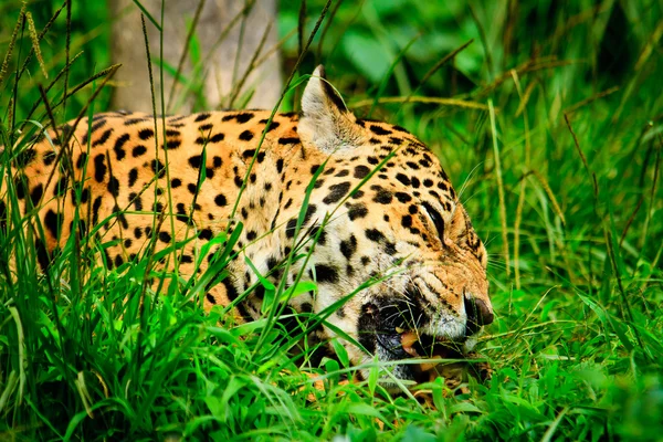 El jaguar — Foto de Stock