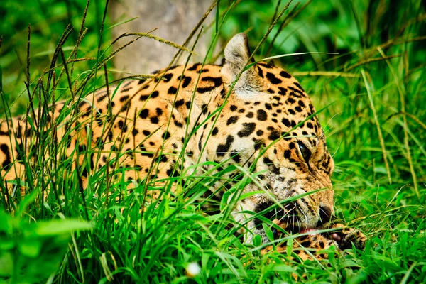 The jaguar — Stock Photo, Image