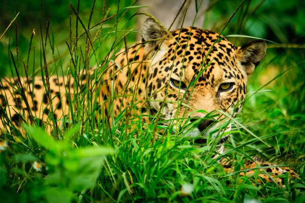 Jaguar - Panthera onca — Stock Photo, Image