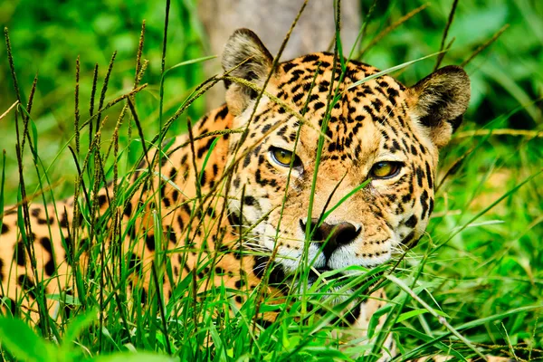 Ягуар - Panthera onca — стоковое фото