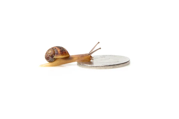 Slow money concept; silver coin and snail — Stock Photo, Image