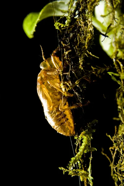 Concha de insecto —  Fotos de Stock