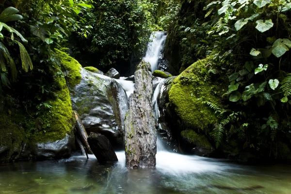 Cascata forestale — Foto Stock