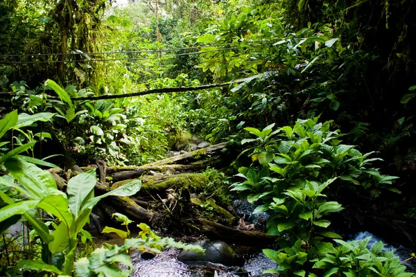 Bosque lluvioso — Foto de Stock