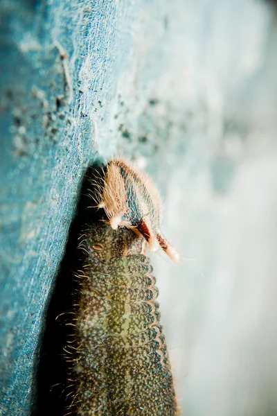 Pillangó caterpillar — Stock Fotó