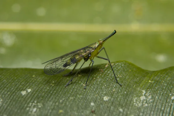 Tropical Mosquito — Stock Photo, Image
