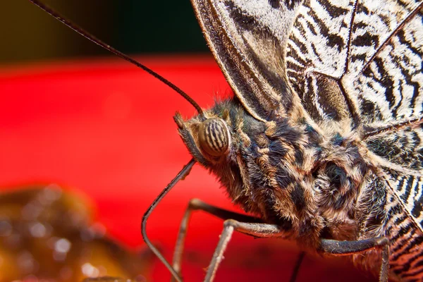 Schmetterling — Stockfoto