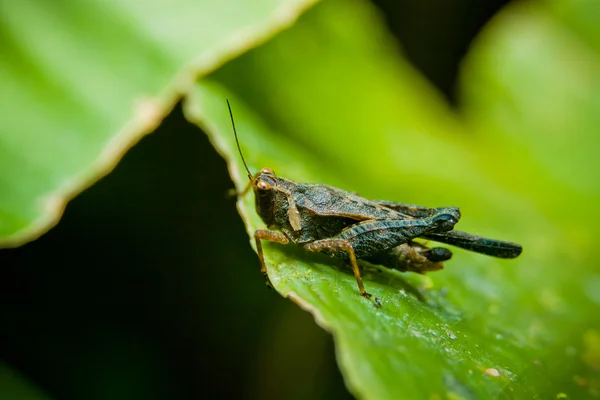 Grasshopper — Stock Photo, Image