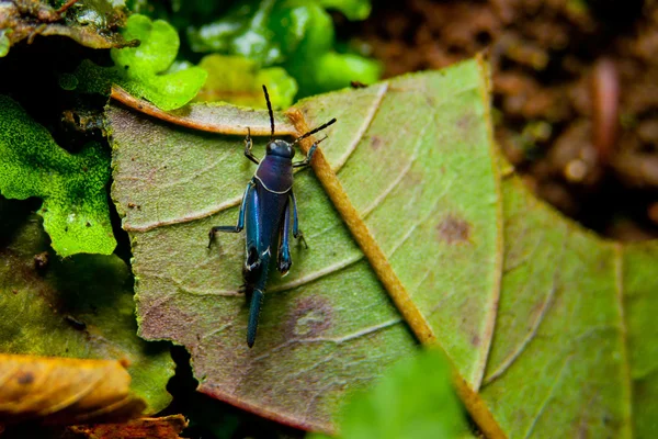 Blue Grasshopper — Stock Photo, Image