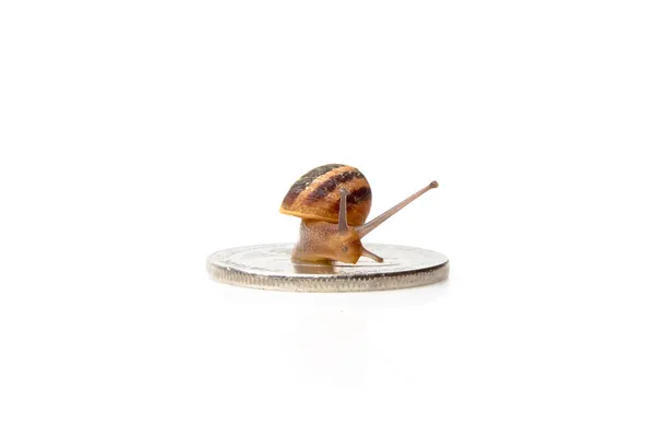 Konzept des langsamen Geldes; Silbermünze und Schnecke — Stockfoto