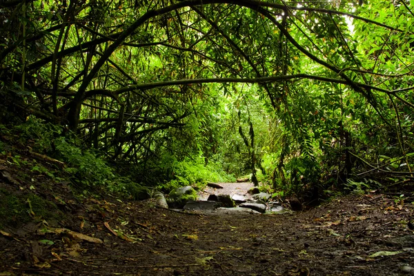 Regenwoud — Stockfoto