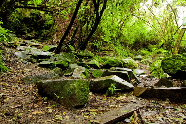 Regenwald — Stockfoto