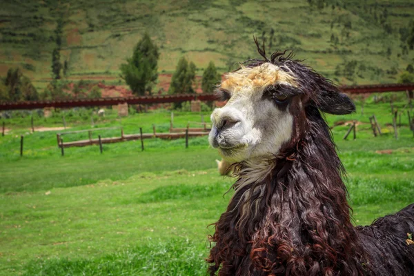 Fechar de uma cabeça de alpacas branca — Fotografia de Stock