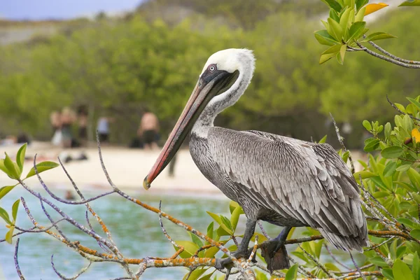 Pellicano bruno — Foto Stock