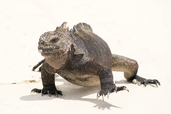 Grüner Leguan — Stockfoto