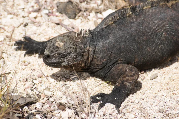 Legwan morski na wyspy galapagos — Zdjęcie stockowe