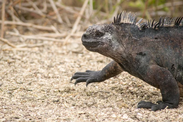 Iguana marinha, Ilhas Galápagos, Equador — Fotografia de Stock