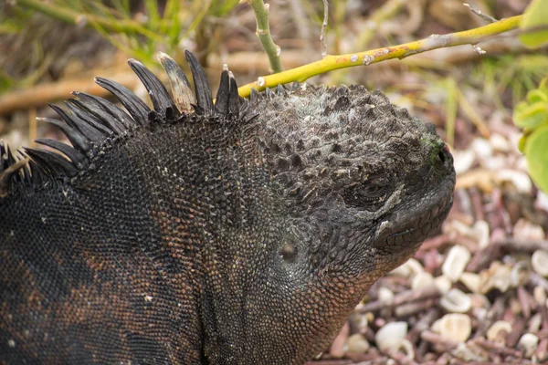 Makro skott på iquana kroppsdelar — Stockfoto