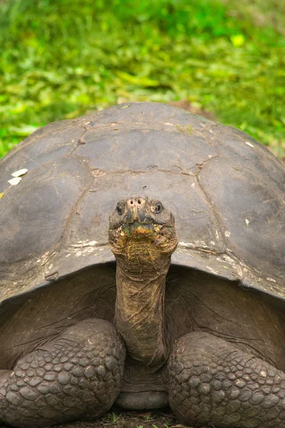 Tortue géante — Photo