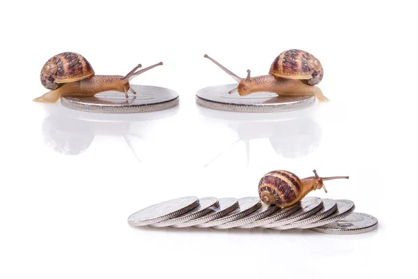 Schnecke am Geldset — Stockfoto