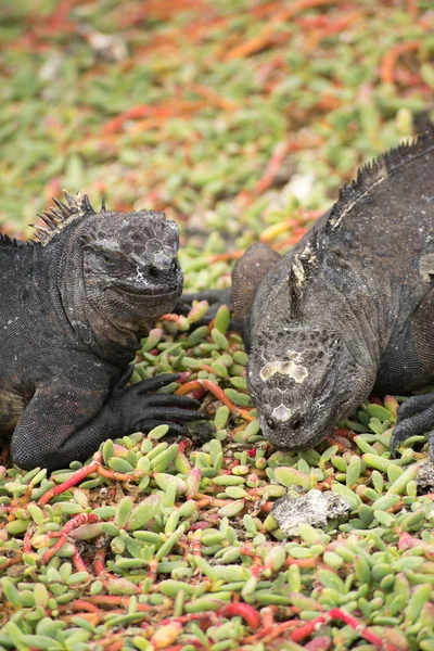 Iquana vücut parçaları üzerinde makro çekim — Stok fotoğraf