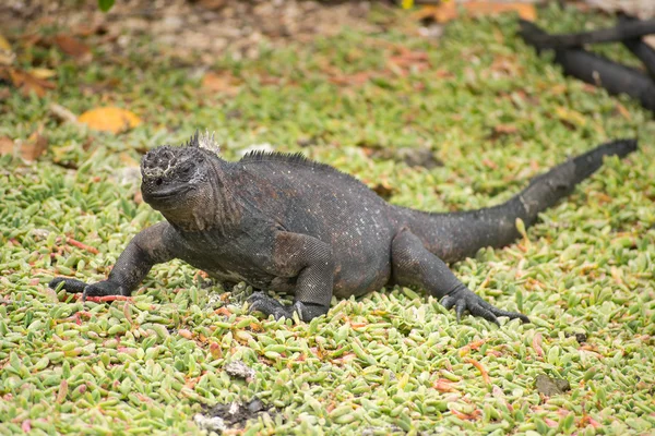 海洋鬣蜥，加拉帕戈群岛、 厄瓜多尔 — 图库照片