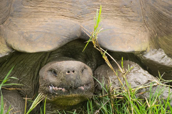 Gigantiska galapagos sköldpadda, ecuador, Sydamerika — Stockfoto