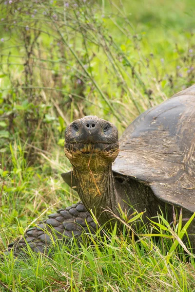 Obří Galapágy želvy, Ekvádor, Jižní Amerika — Stock fotografie