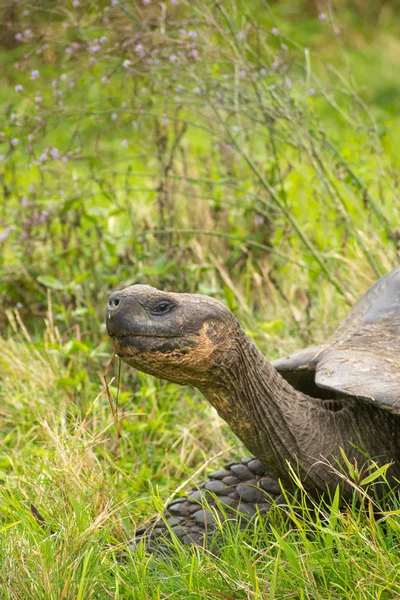 Gigantisk sköldpadda — Stockfoto