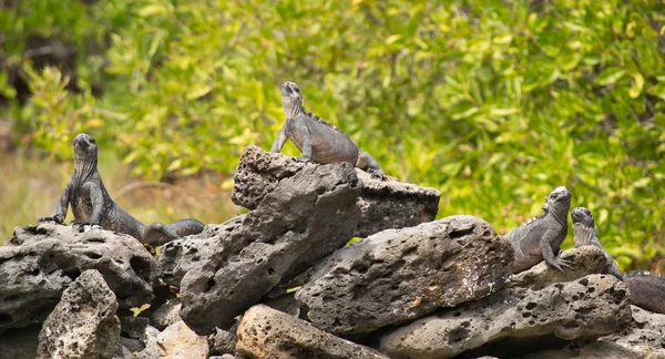 Iguana verde — Fotografia de Stock